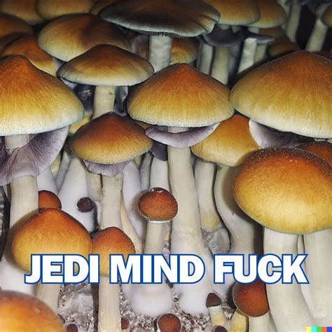 jedi mind fuck effects|Jedi Mind Fuck Mushrooms 